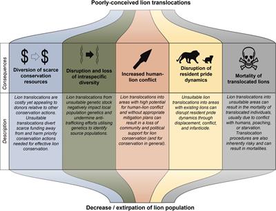 Guidelines for evaluating the conservation value of African lion (Panthera leo) translocations